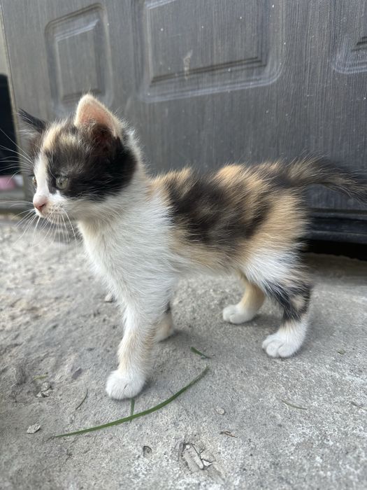 Отдам котят в хорошие руки