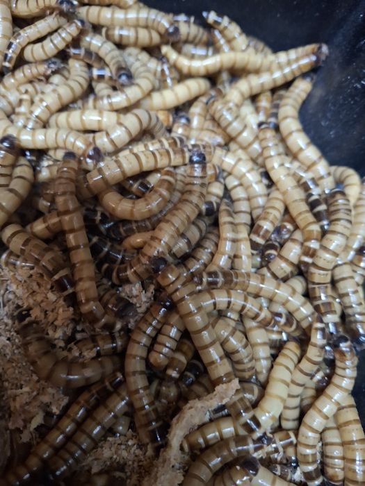 Щурци/брашнен червей/ морио/храна за екзотични/талалеж/катеричка/птици