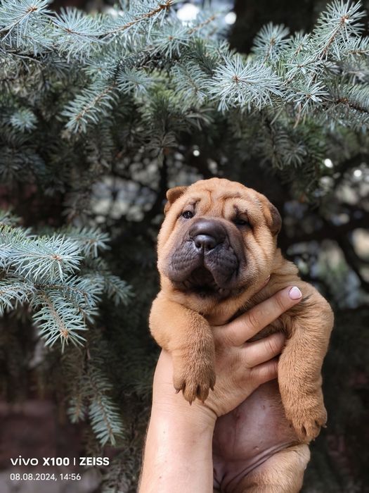 Продам щенка шарпея.