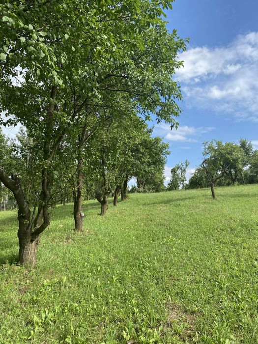 De vanzare mun Falticeni, jud Suceava