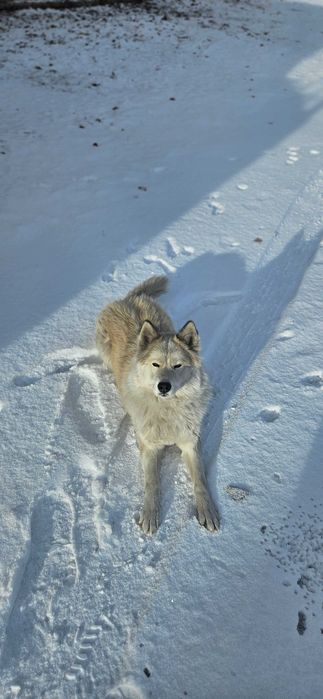 Собака Маламут/хаски