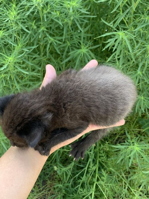 Котенок мальчик