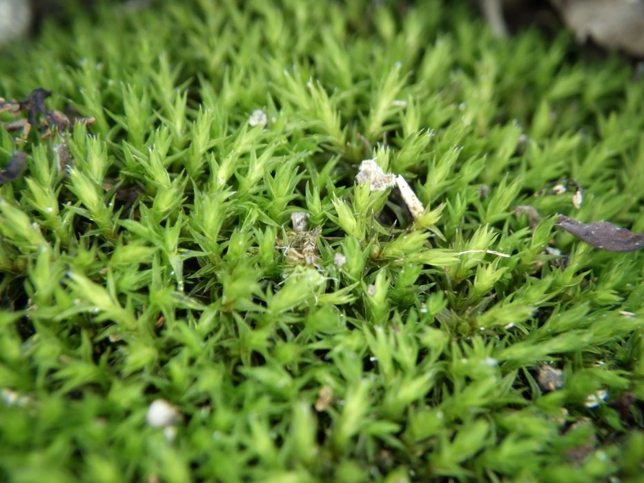 Фотапарат за подводни снимки Ricoh WG-6