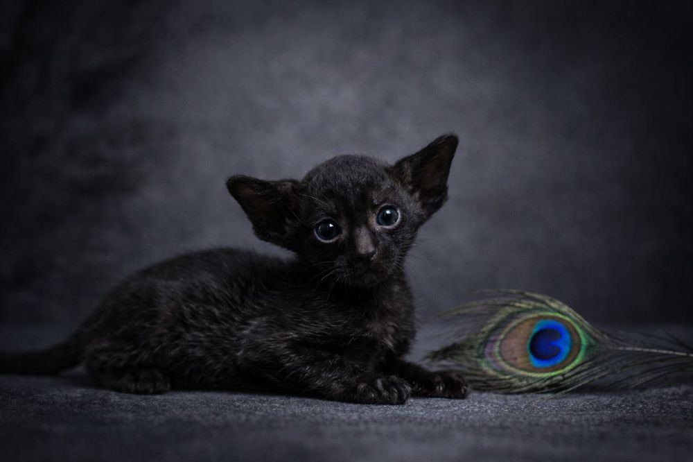 Ориенталы мечта сбывается