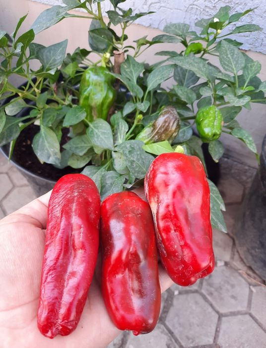 Семена коллекционных перцев