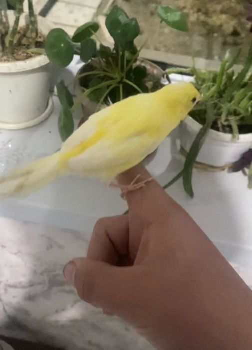 Ручной канарейки самцы дисквые