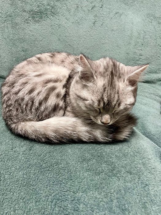 Отдам Котенка в добрые руки