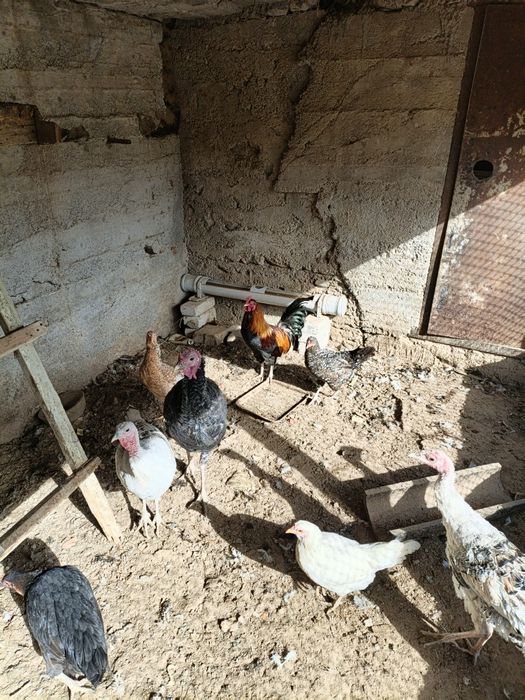 Xoʻroz tovuq va kurka sotiladi