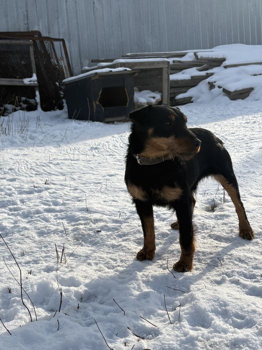 Ягдтерьер!!!для ВЯЗКА