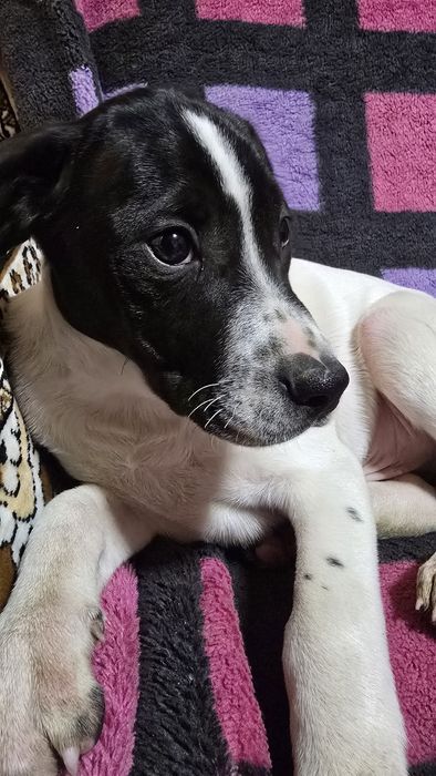 Căței Pointer englez