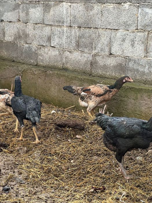 Дакандар сатылады