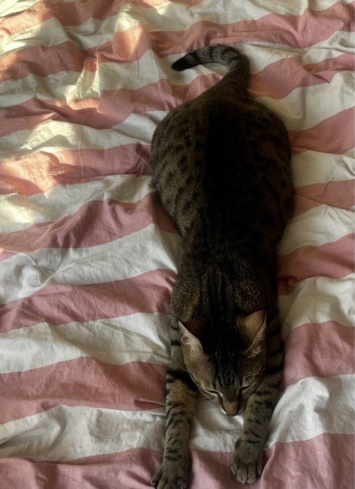 Motan pentru adoptie