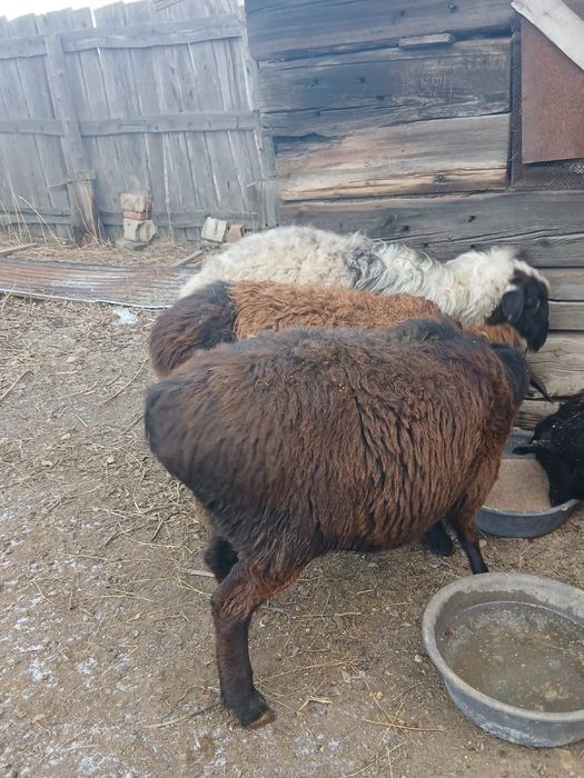 Продам овцы жирные