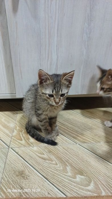 Mushuk bolasi domashniy