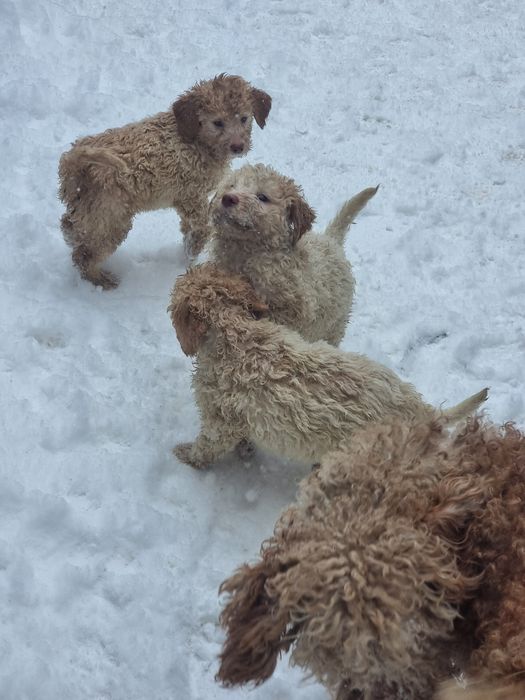 Lagotto romagnolo, caută stăpân.