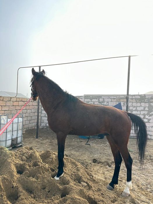 Агылшын Донен 3 жас