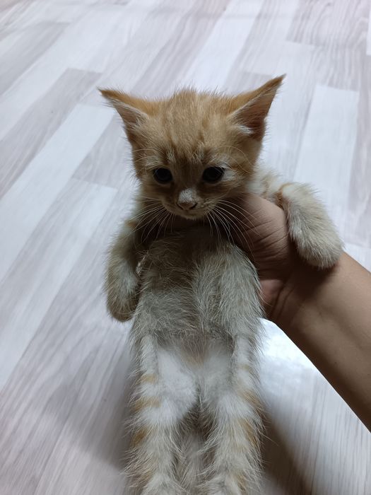 6 котят в добрые ручки