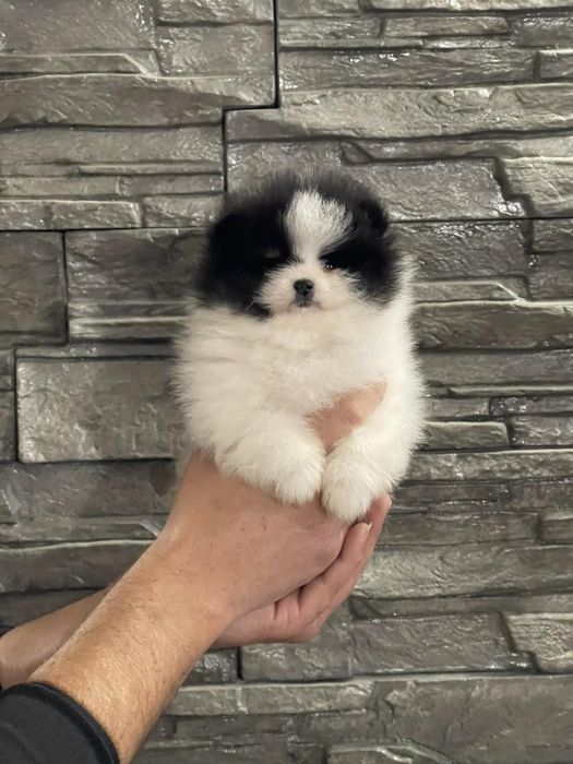 Померан померани