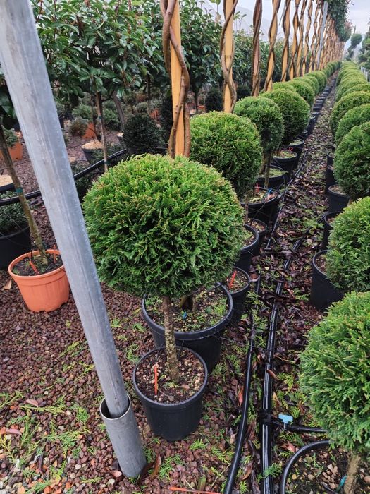 Pepiniera proprie plante ornamentale