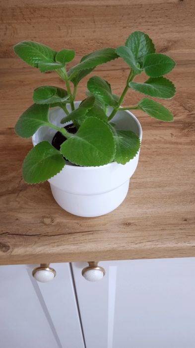 Комнатный цветок плектрантус