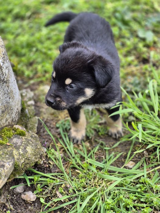 Подарявам женски  кученца