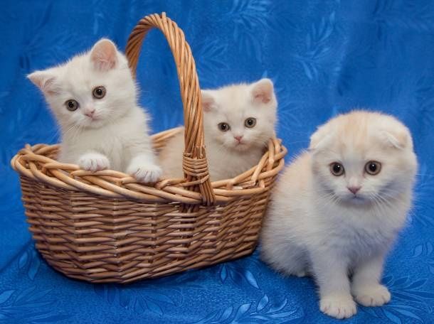 Шотландские малыши