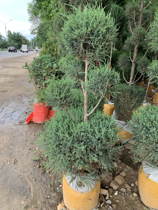 Bonsai speral va chupachups majjevelniklar