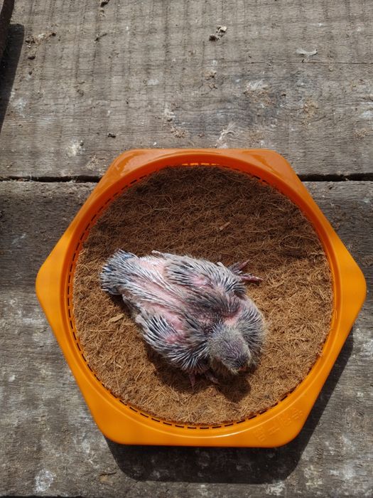 Гнёзда для голубей.