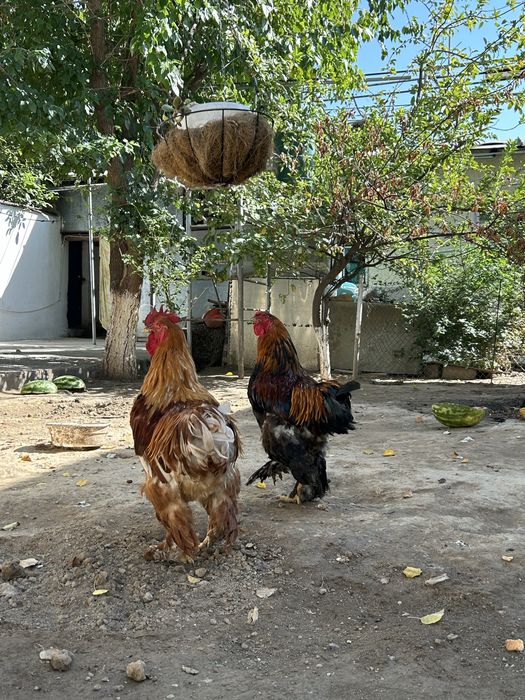 Продам брама большой вес имеется