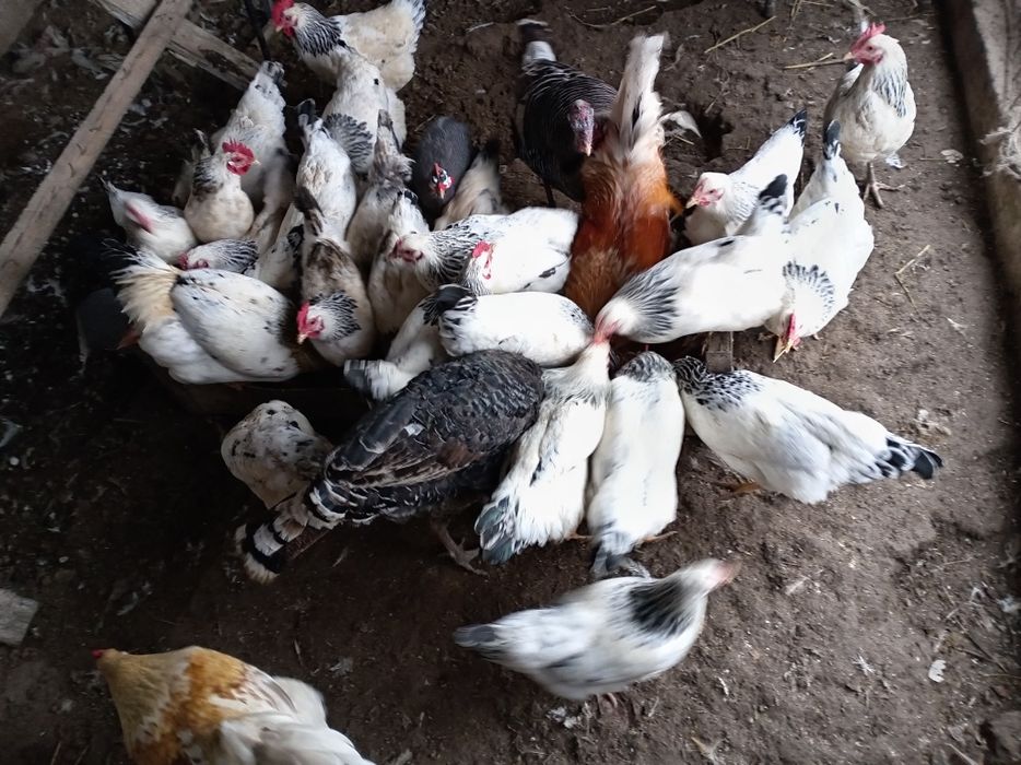 Адлер тауыктарыы