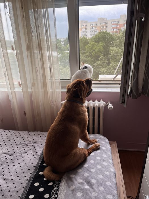 Pet Sitter/Dog Walker Medic Veterinar Bucuresti