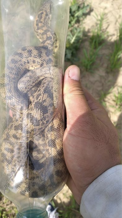 Көлбар жылан емдіке арналған