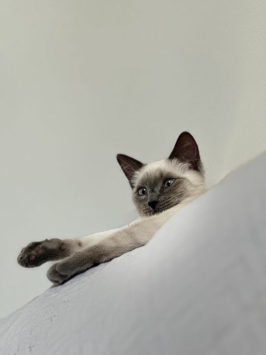 Сиамская кошечка Сия
