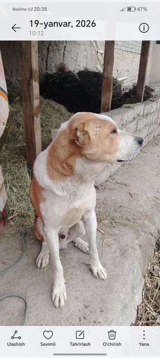 Zottor alabay sotiladi