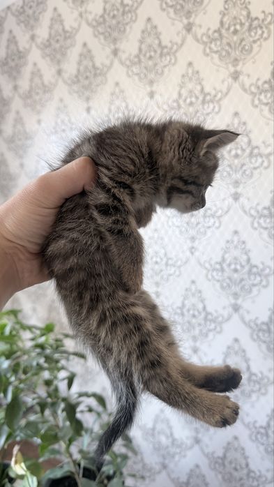 Кошка отдам в хорошие руки