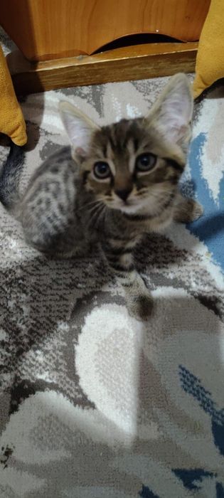 Отдам в добрые руки