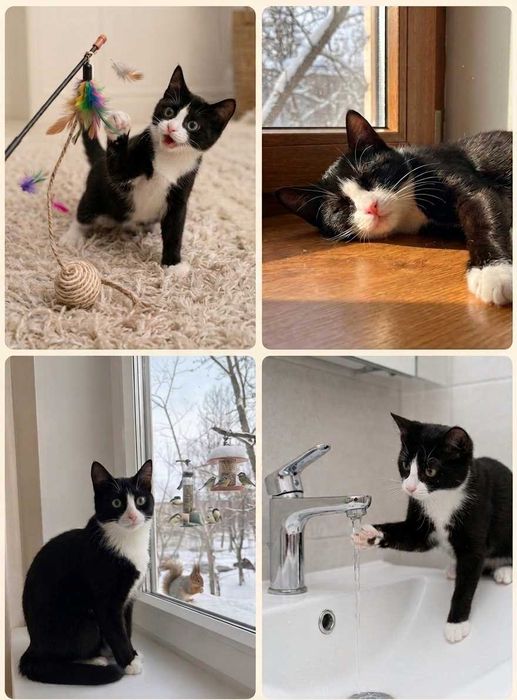 Котята бесплатно