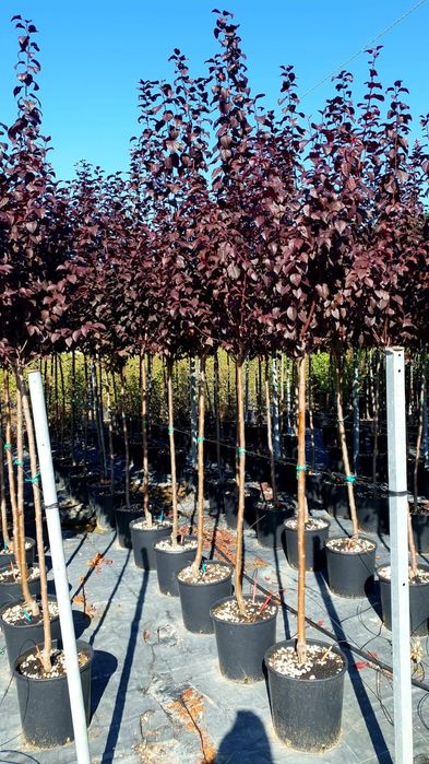 Copaci tei mesteacăn  fag salcâm