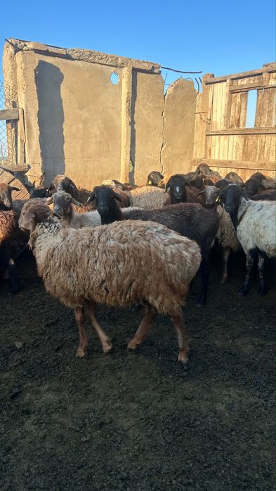 Продам бараны (қой сатылады)