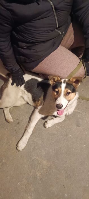 Щенок девочка, умная и игривая в квартиру или дом.