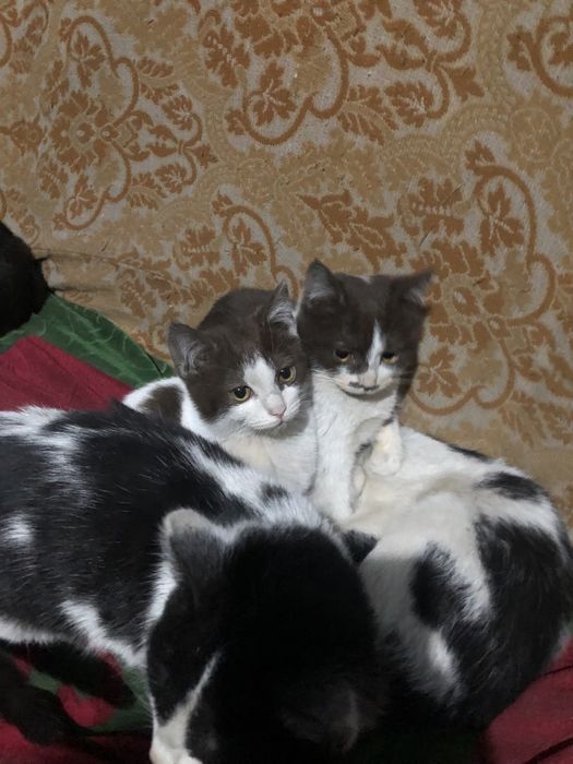 Отдам прекрасных котят центр