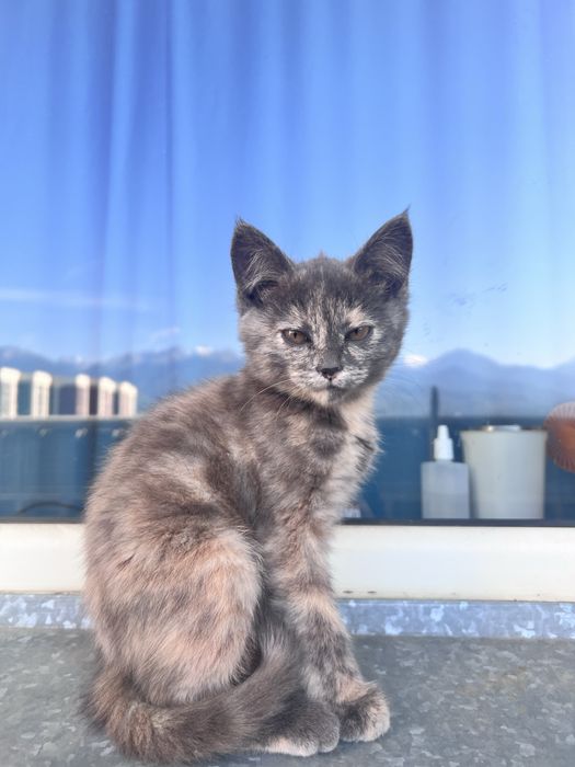 Отдам в добрые руки котенка