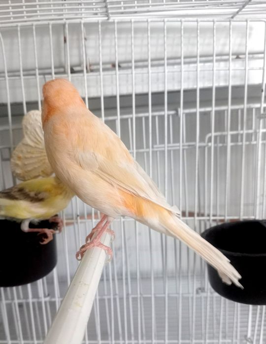 Kanareka nemis moda bez petno sotladi