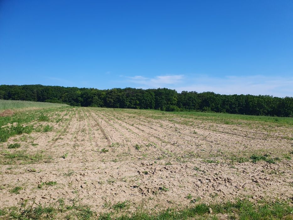 Teren intravilan 3600mp intravilan Adincata Suceava
