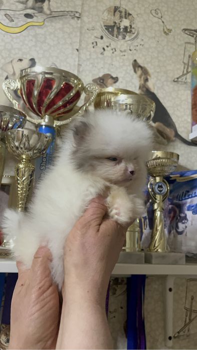 Щенки шпица