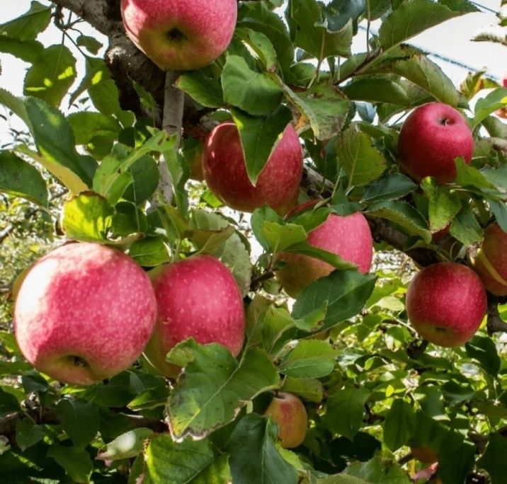 Mar (Soiul Pink Lady ) la ghiveci