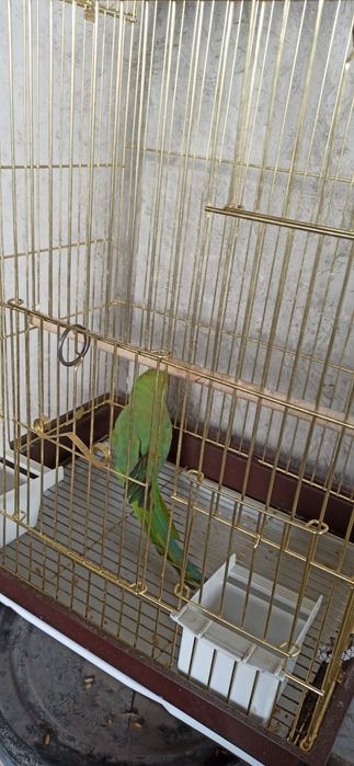 Ожереловый попугай