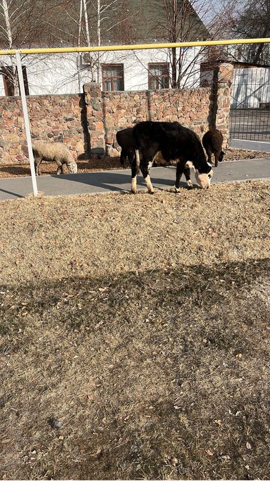 3 Бұзау сатылады