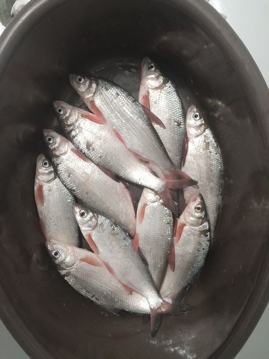 Продам рыбу только с урала