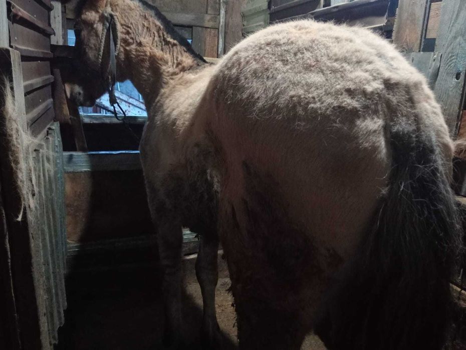 Продам тая 450000